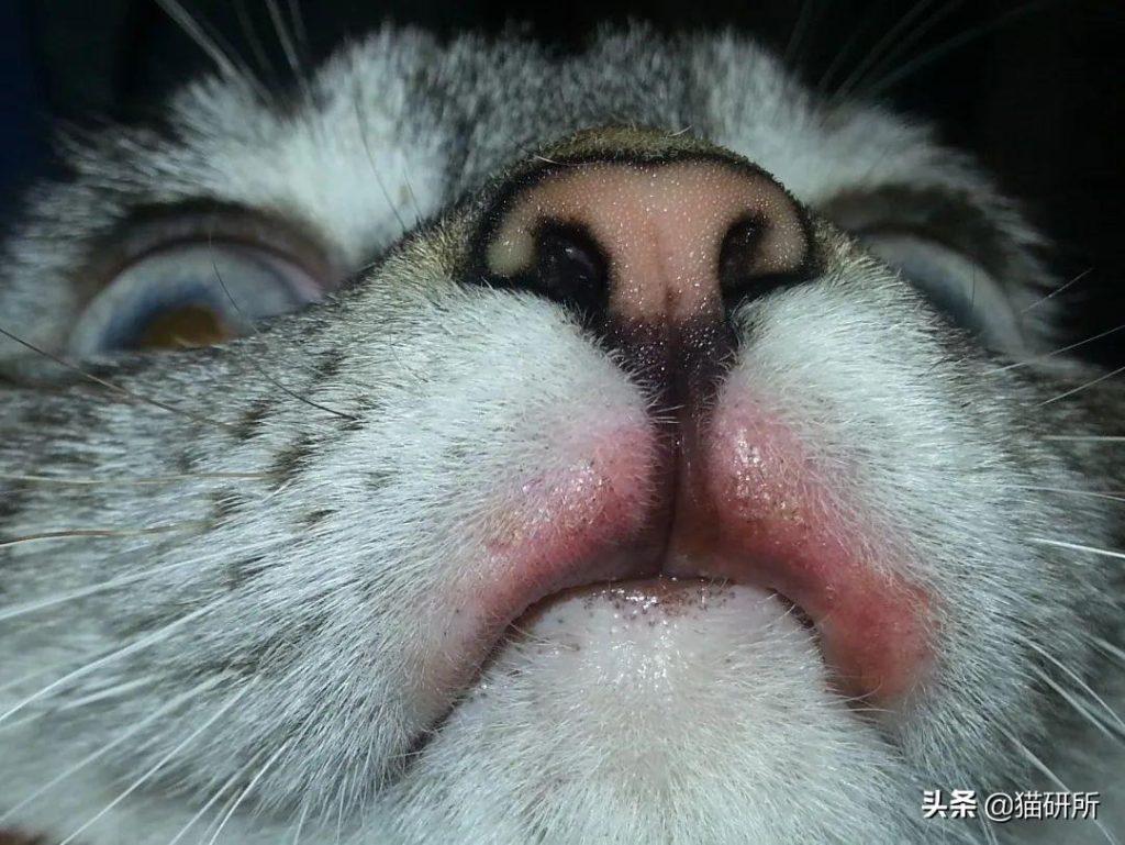 猫咪嘴巴突然肿了怎么办?是什么原因导致的猫咪“香肠嘴”?(图7)