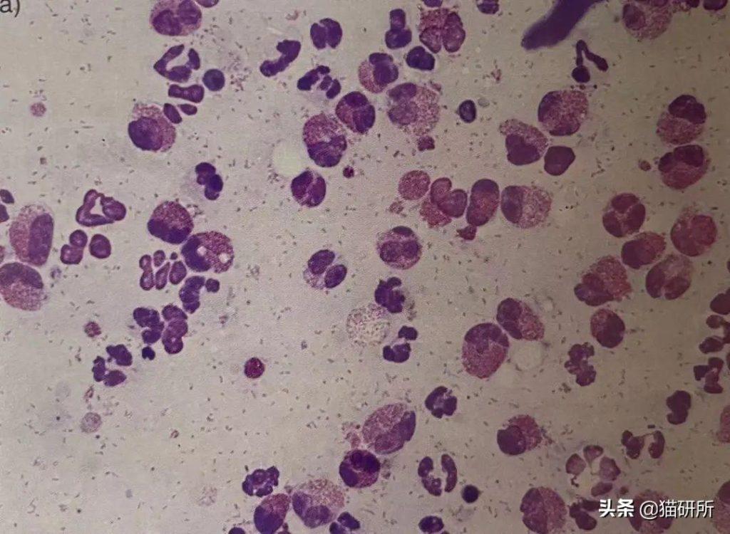 猫咪嘴巴突然肿了怎么办?是什么原因导致的猫咪“香肠嘴”?(图11)