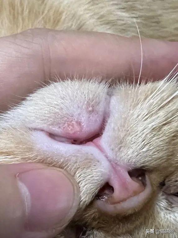 猫咪嘴巴突然肿了怎么办?是什么原因导致的猫咪“香肠嘴”?(图13)