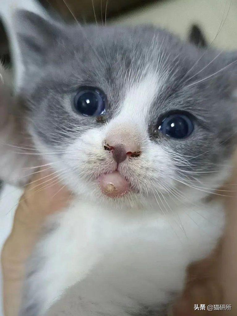 猫咪嘴巴突然肿了怎么办?是什么原因导致的猫咪“香肠嘴”?(图14)