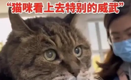 23岁猫咪被众人围观一脸淡定超可爱(图2)