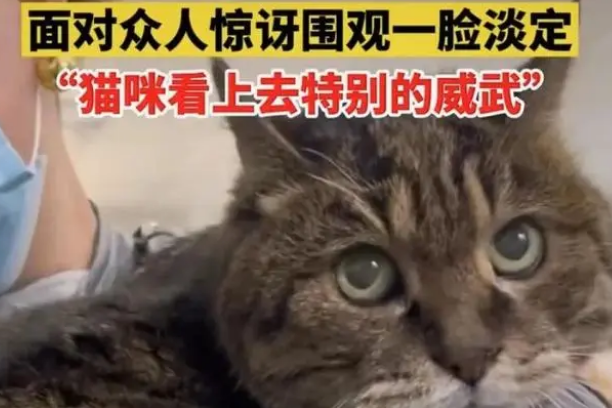 23岁猫咪被众人围观一脸淡定超可爱(图1)