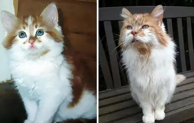 23岁猫咪被众人围观一脸淡定超可爱(图3)