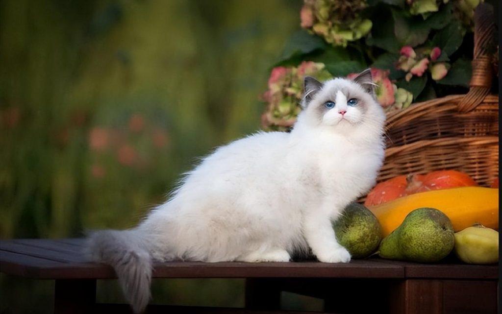 盘点猫咪界中的仙女布偶猫的优缺点,适合自己才是最好的(图2)