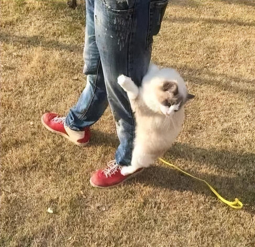 盘点猫咪界中的仙女布偶猫的优缺点,适合自己才是最好的(图3)