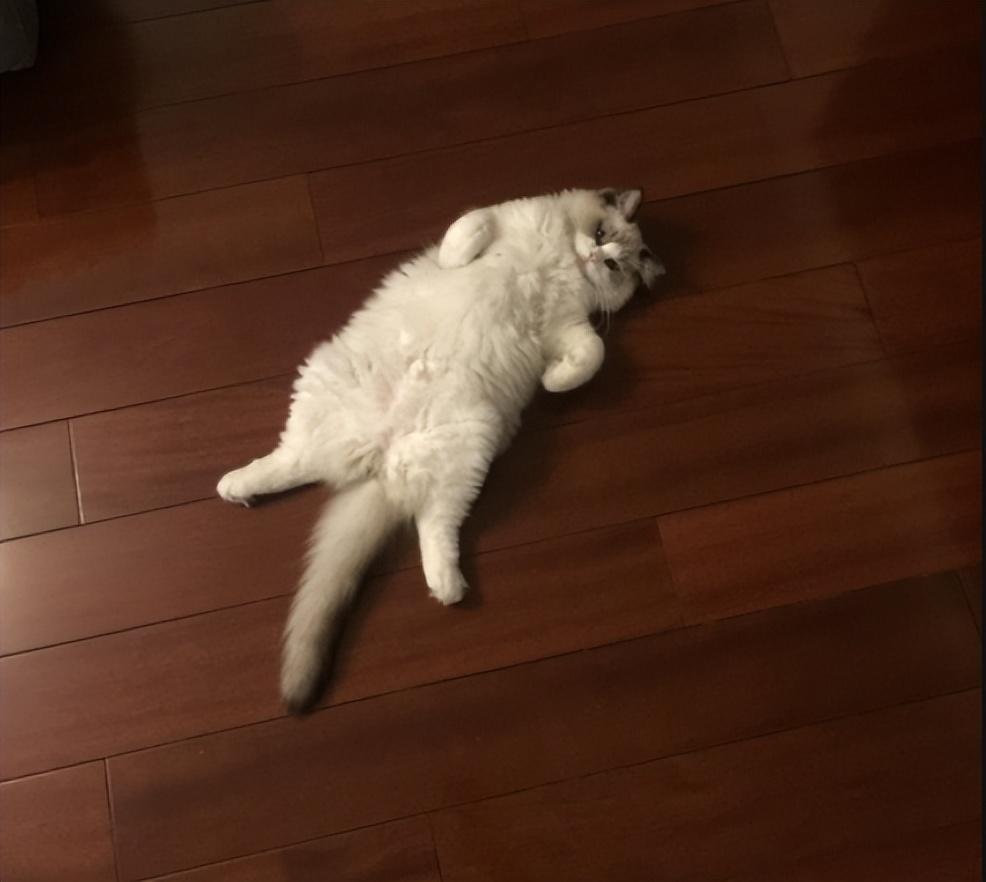 盘点猫咪界中的仙女布偶猫的优缺点,适合自己才是最好的(图4)