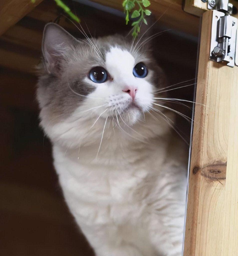 盘点猫咪界中的仙女布偶猫的优缺点,适合自己才是最好的(图5)