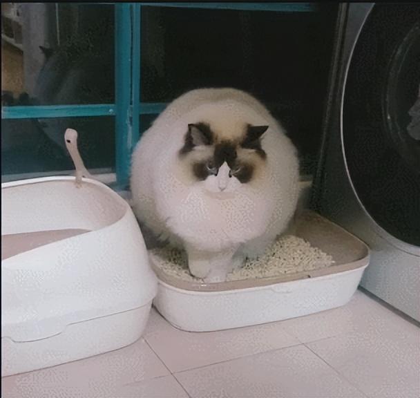 盘点猫咪界中的仙女布偶猫的优缺点,适合自己才是最好的(图7)