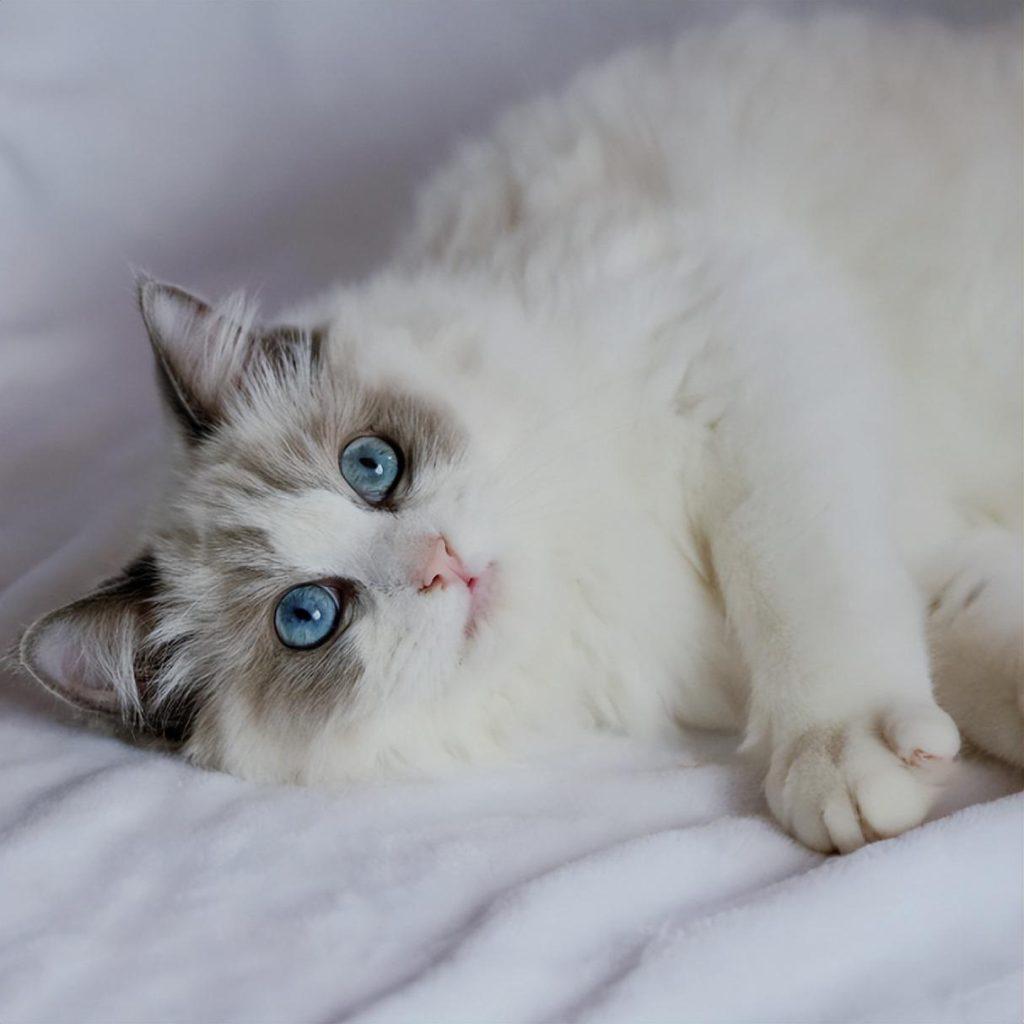 盘点猫咪界中的仙女布偶猫的优缺点,适合自己才是最好的(图6)