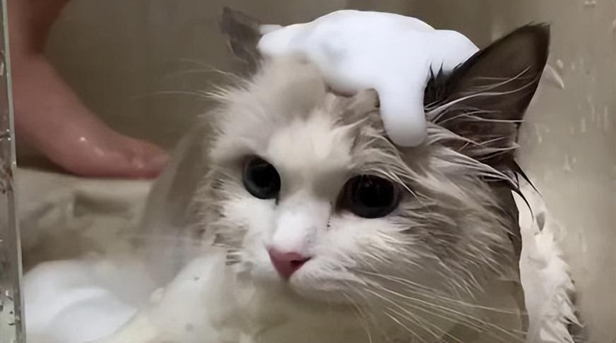 盘点猫咪界中的仙女布偶猫的优缺点,适合自己才是最好的(图8)