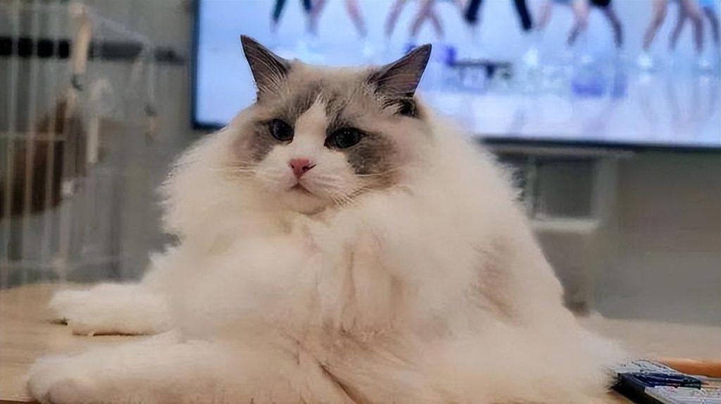 盘点猫咪界中的仙女布偶猫的优缺点,适合自己才是最好的(图9)