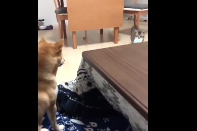 主人训练柴犬捡玩具,结果猫咪玩的不亦乐乎,狗狗则一脸茫然(图1)