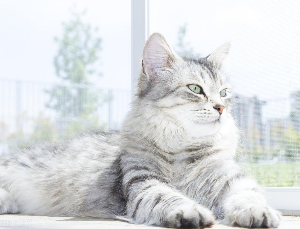 猫几个月换牙?猫牙齿的生长及换牙是很有规律的(图1)