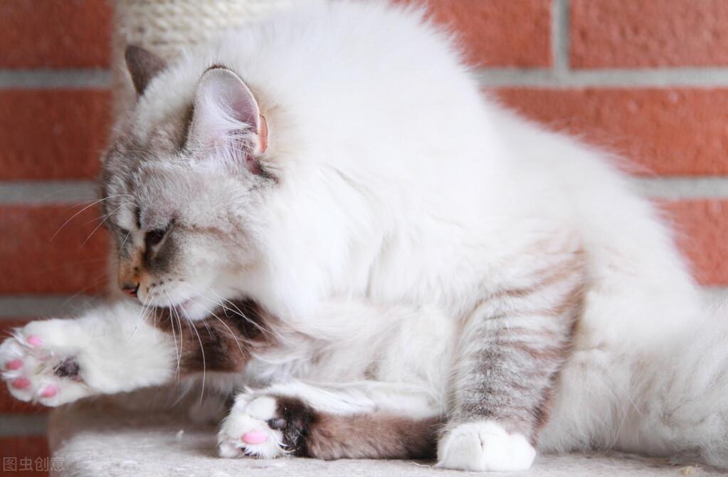 猫几个月换牙?猫牙齿的生长及换牙是很有规律的(图3)