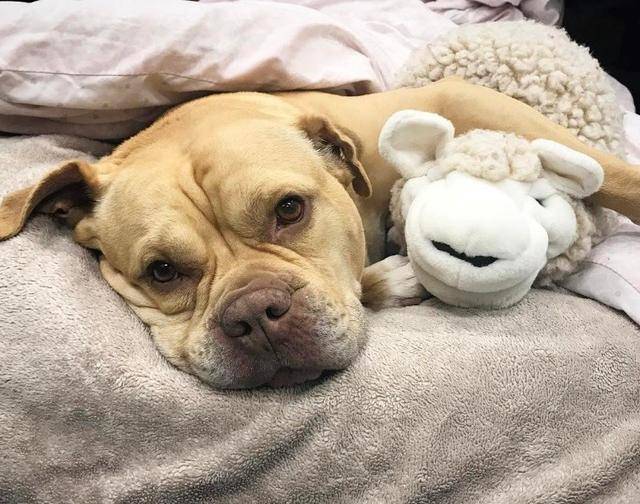 了解狗狗肾脏疾病症状等知识(狗狗的肾脏出了问题怎么冶)(图2)