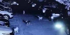 7只流浪狗凌晨闯进西安一小区,疯狂咬死9只流浪猫!(图1)