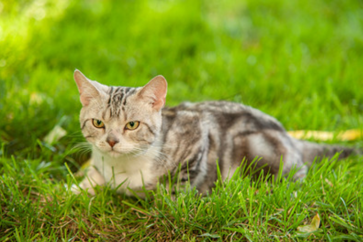 宠物猫驱虫多少钱?家猫驱虫的费用、如何使用以及用后反应介绍(图1)