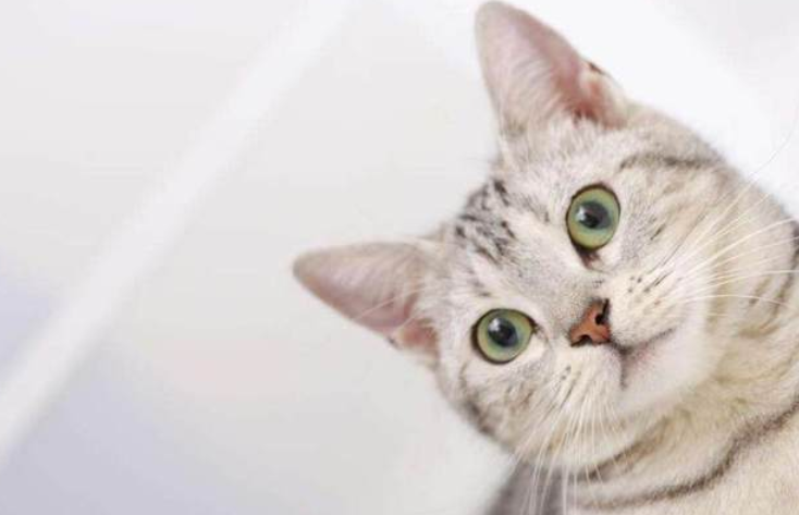 宠物猫驱虫多少钱?家猫驱虫的费用、如何使用以及用后反应介绍(图2)