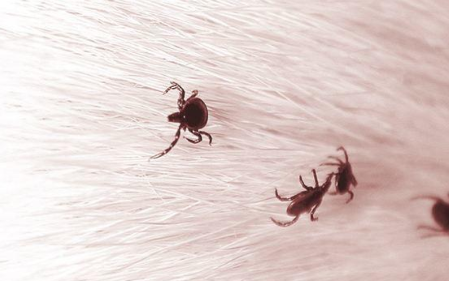 宠物猫驱虫多少钱?家猫驱虫的费用、如何使用以及用后反应介绍(图4)