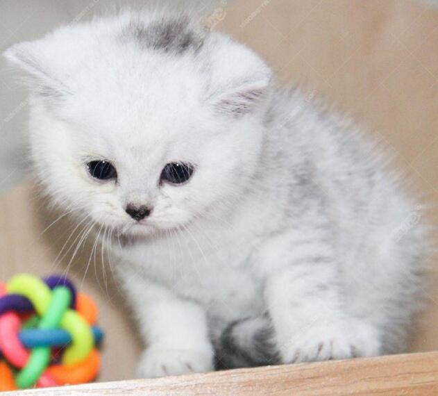 主人在整理行李箱,一回头,就被自家三只猫咪的表情萌的心都化了(图2)