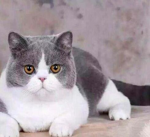 主人在整理行李箱,一回头,就被自家三只猫咪的表情萌的心都化了(图1)