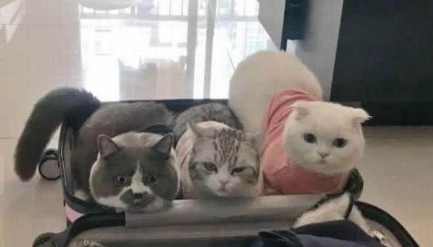 主人在整理行李箱,一回头,就被自家三只猫咪的表情萌的心都化了(图3)