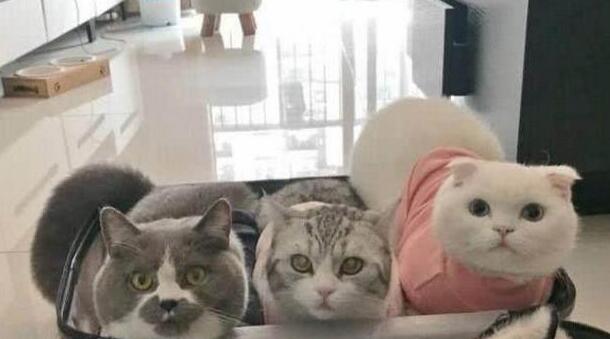 主人在整理行李箱,一回头,就被自家三只猫咪的表情萌的心都化了(图4)