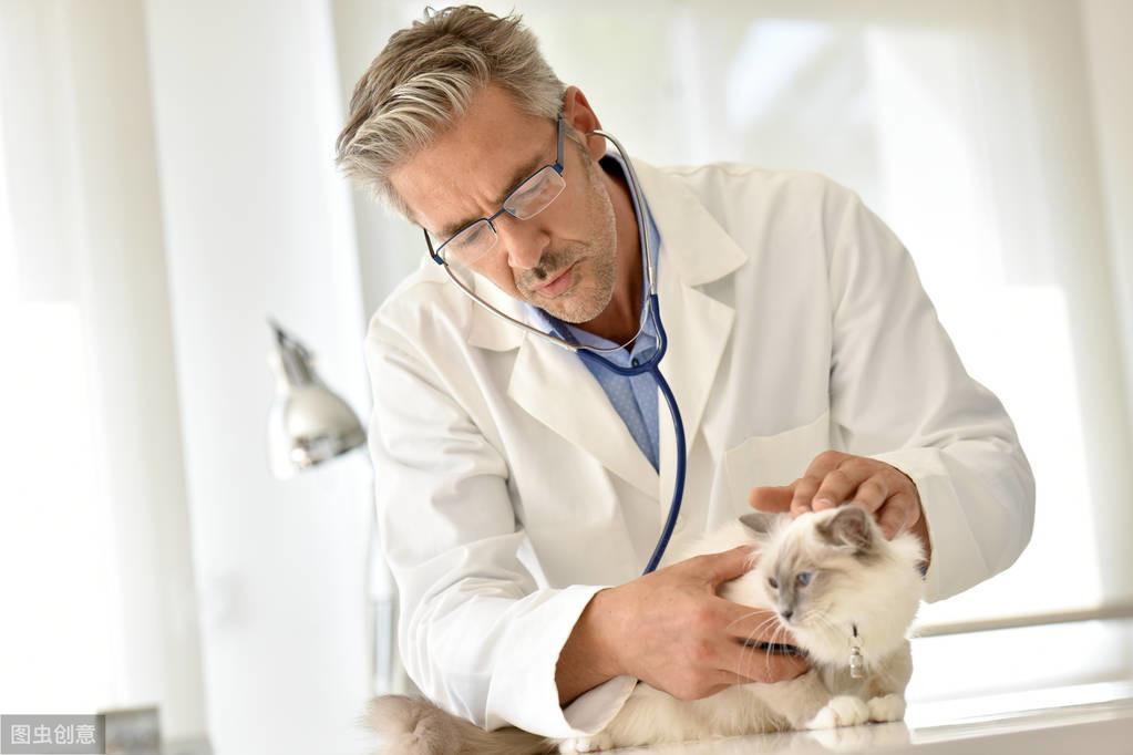 猫咪体检都要查哪几项?哪些项目可以不做?(图1)
