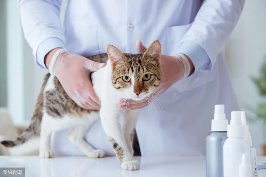 猫咪体检都要查哪几项?哪些项目可以不做?(图2)