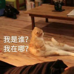 猫咪体检都要查哪几项?哪些项目可以不做?(图4)