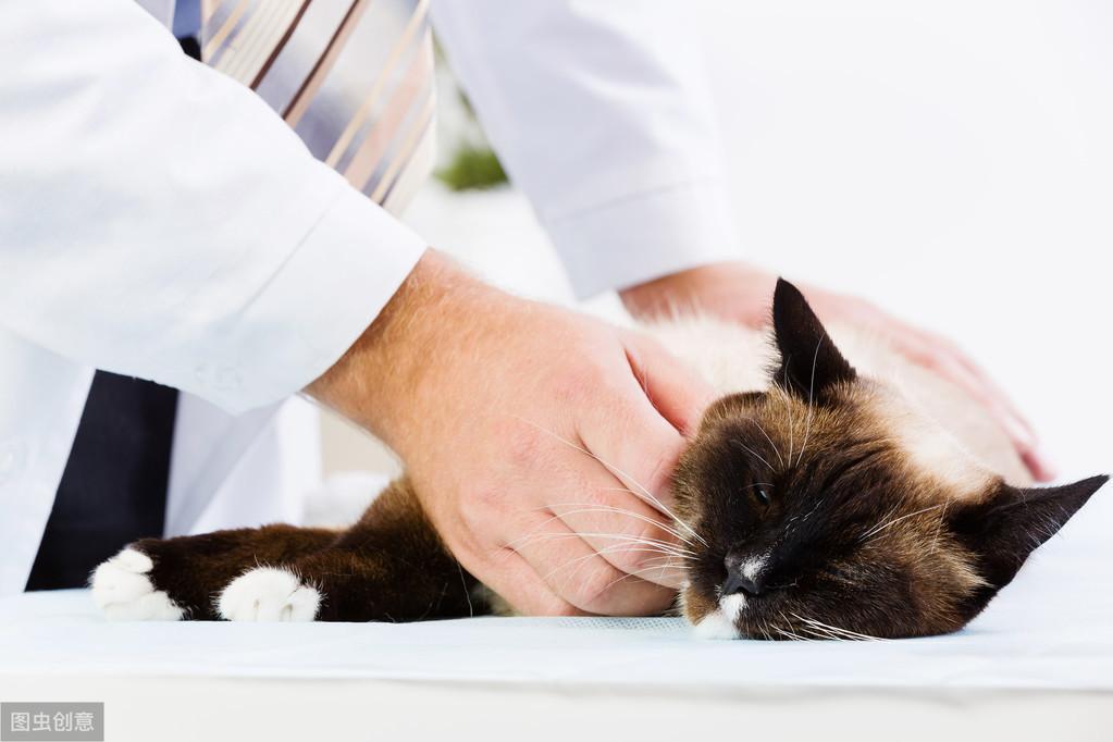 猫咪体检都要查哪几项?哪些项目可以不做?(图5)