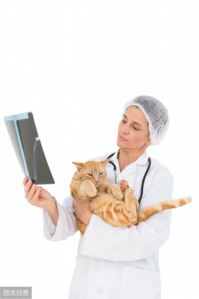 猫咪体检都要查哪几项?哪些项目可以不做?(图8)