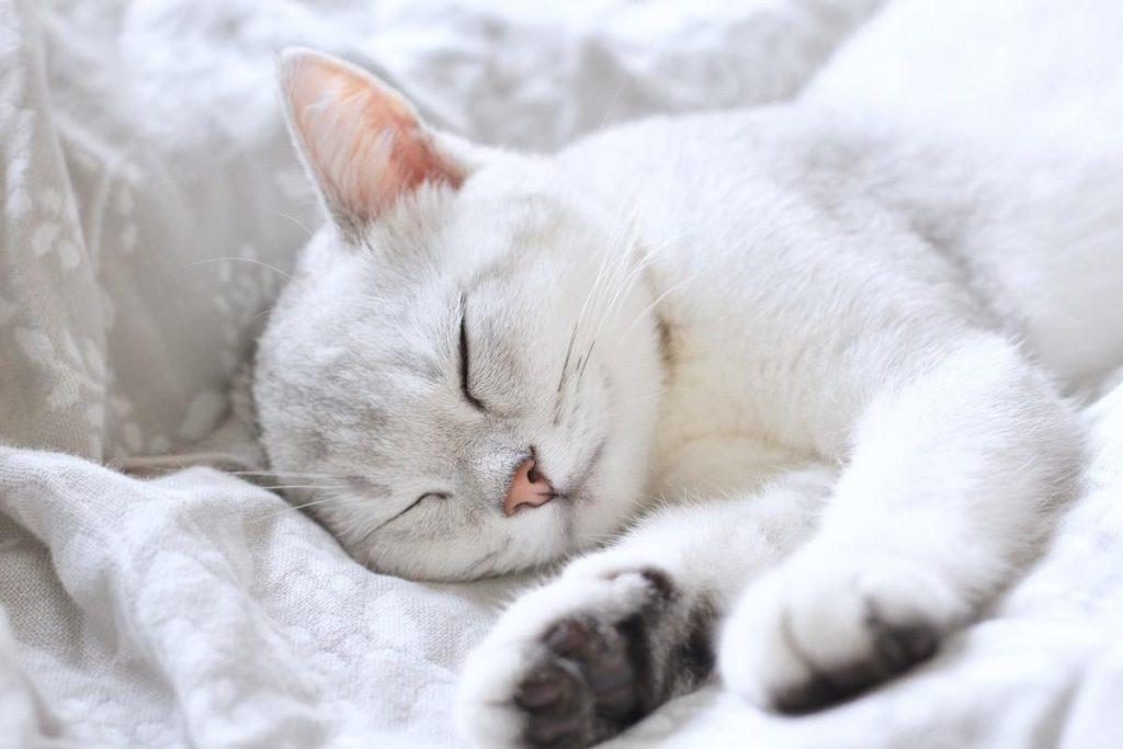 猫白血病病毒不是白血病,铲屎官需要如何规避感染风险呢?(图1)