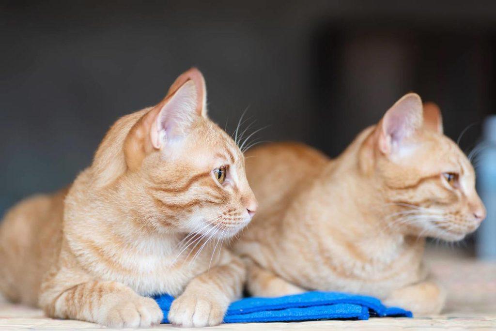 猫白血病病毒不是白血病,铲屎官需要如何规避感染风险呢?(图2)