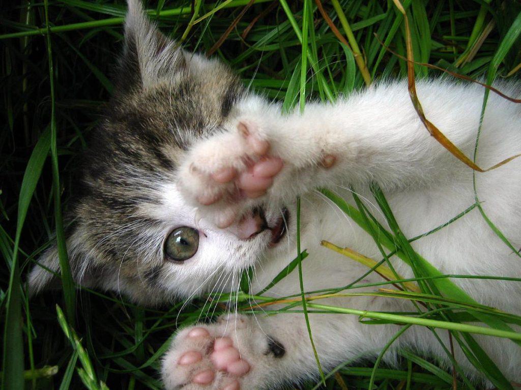 猫白血病病毒不是白血病,铲屎官需要如何规避感染风险呢?(图3)