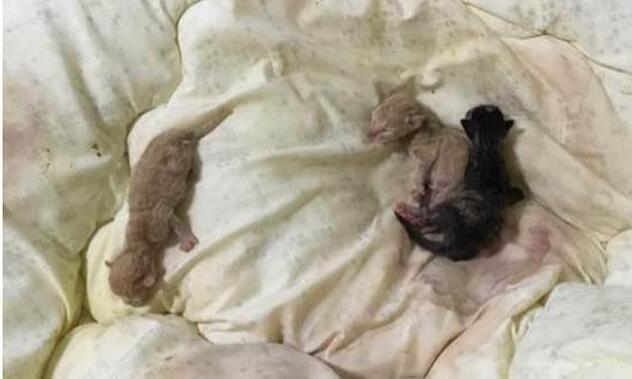 主人回家发现被子被猫弄脏,掀开一看发现小猫崽,瞬间气消了(图2)