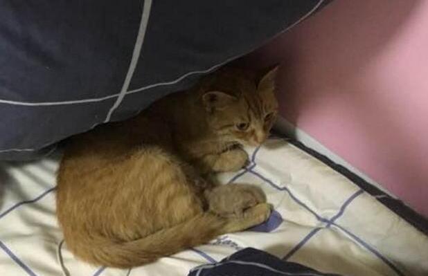 主人回家发现被子被猫弄脏,掀开一看发现小猫崽,瞬间气消了(图3)
