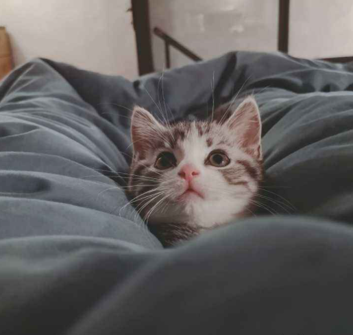 新手养猫准备:养猫之前需要准备些什么东西?(图1)