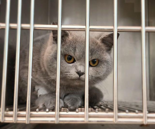 新手养猫准备:养猫之前需要准备些什么东西?(图6)