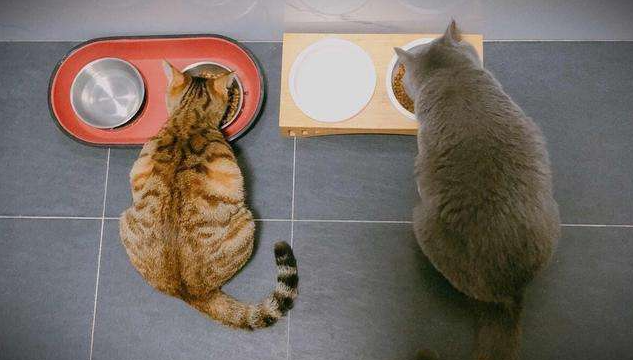 新手养猫准备:养猫之前需要准备些什么东西?(图7)