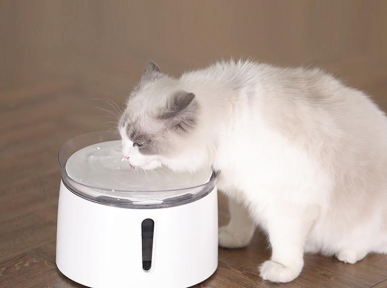 新手养猫准备:养猫之前需要准备些什么东西?(图11)