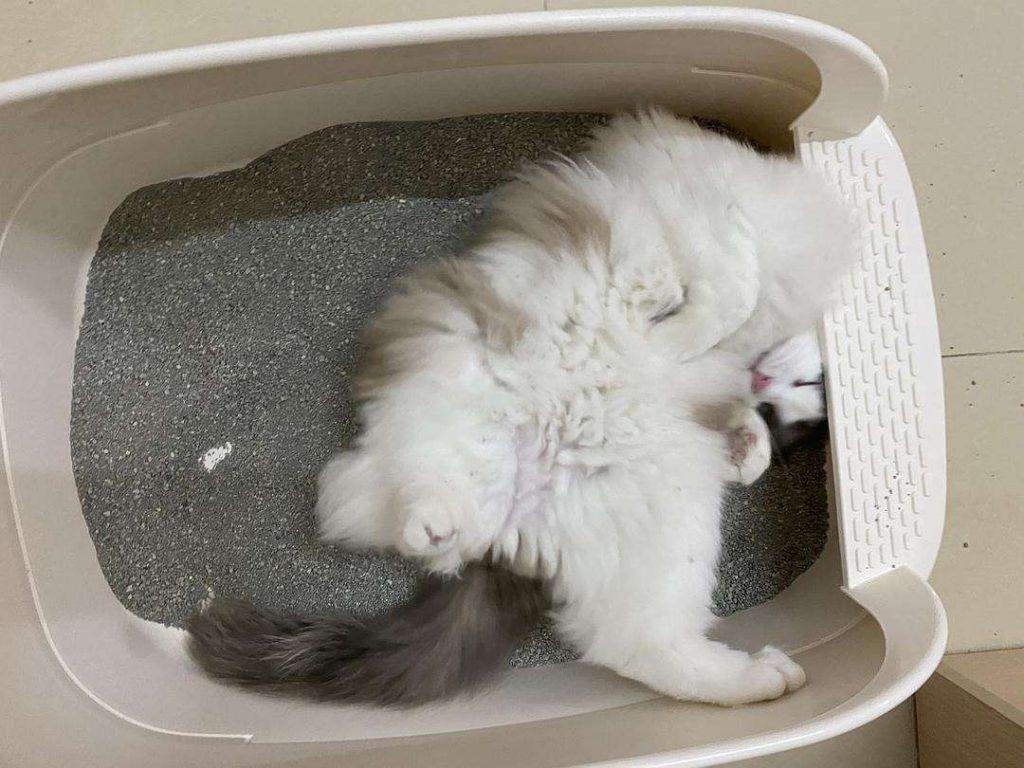 新手养猫准备:养猫之前需要准备些什么东西?(图12)