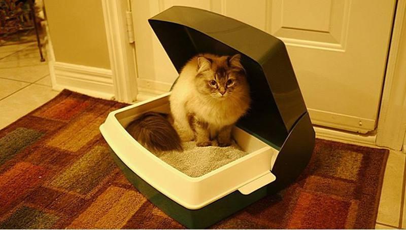 新手养猫准备:养猫之前需要准备些什么东西?(图14)