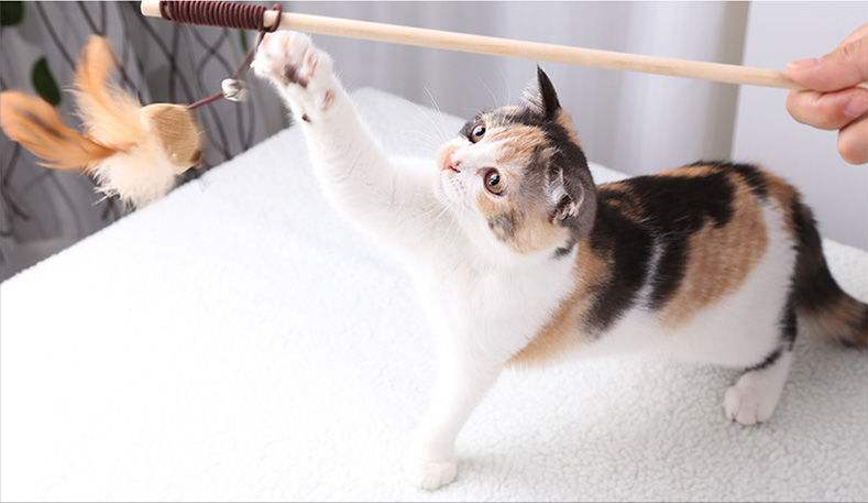 新手养猫准备:养猫之前需要准备些什么东西?(图18)