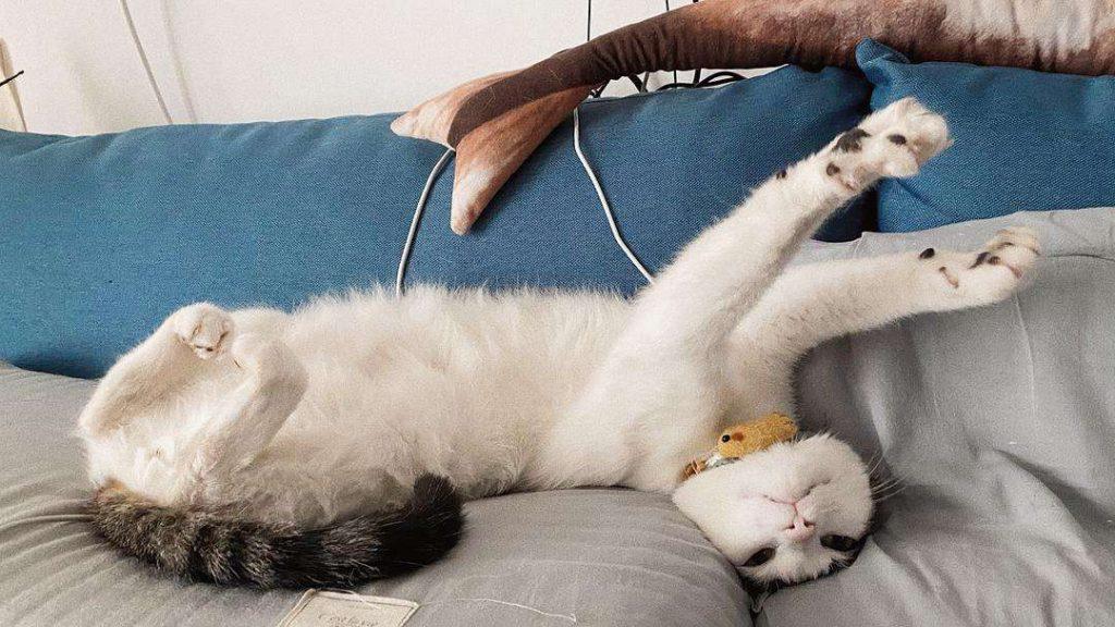 新手养猫准备:养猫之前需要准备些什么东西?(图20)