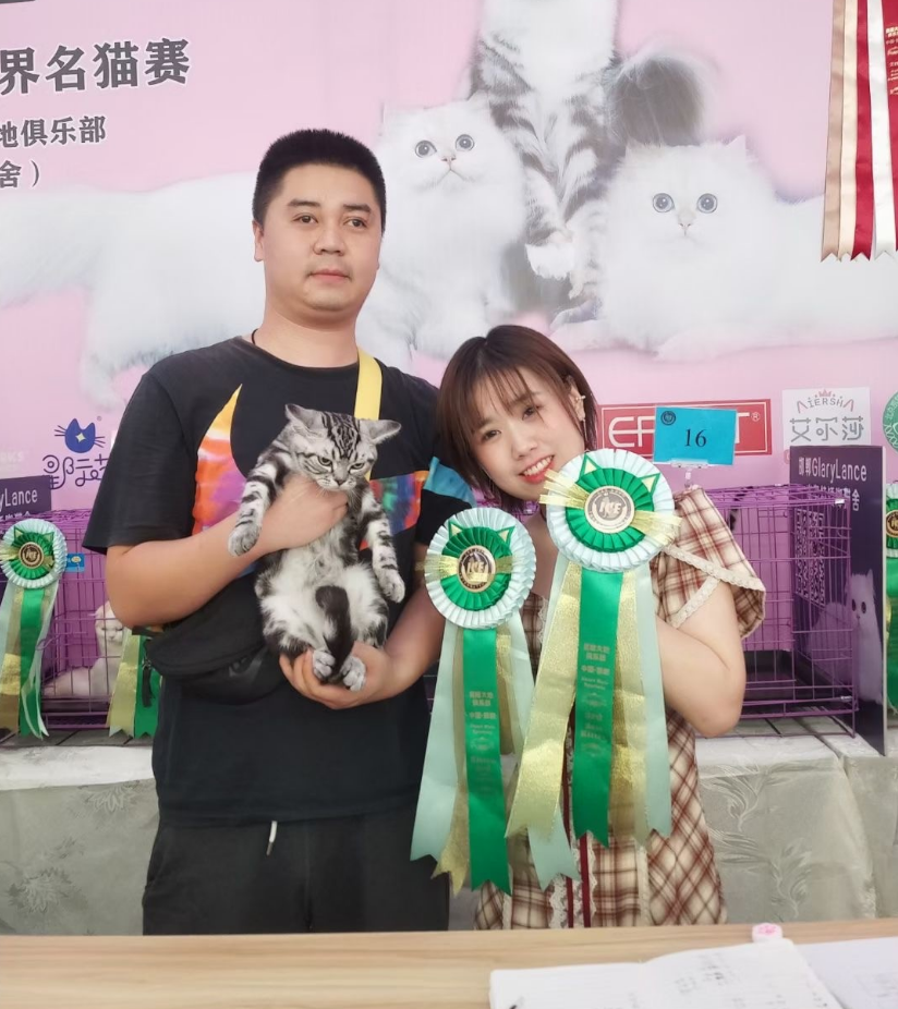 河北赛级猫-自身的抵抗力较强(图1)