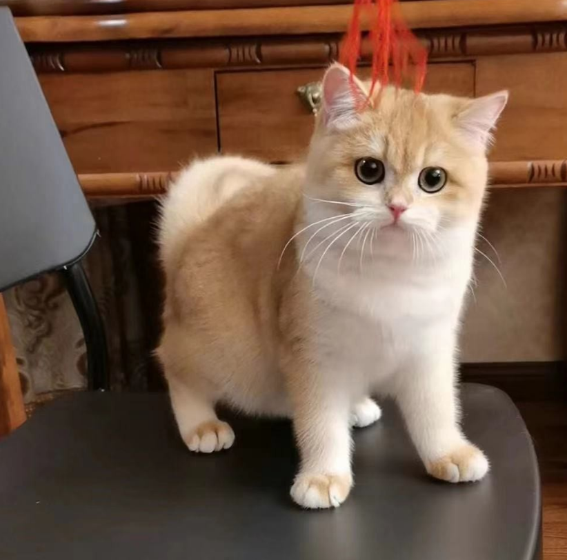 河北赛级猫-自身的抵抗力较强(图2)