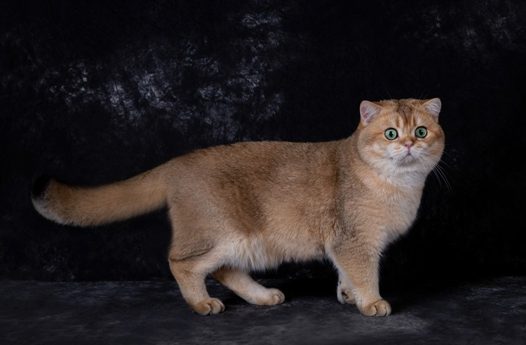 河北赛级猫-自身的抵抗力较强(图3)