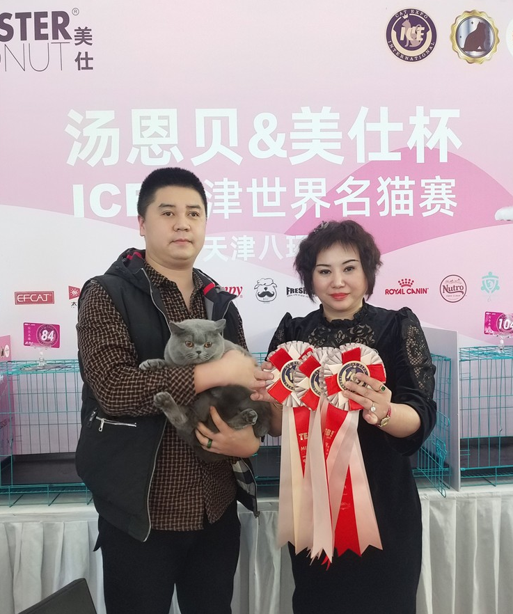 河北赛级猫-自身的抵抗力较强(图4)