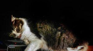 猫咪一天到底吃几顿?猫咪喜欢吃什么东西?(图3)